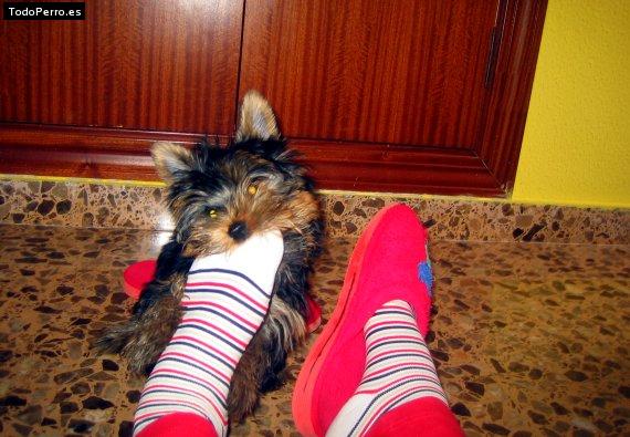 La foto del perro