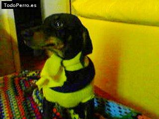 La foto del perro