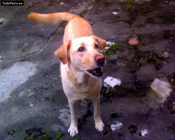 La foto del perro