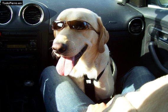 La foto del perro