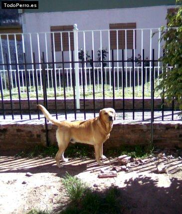 La foto del perro