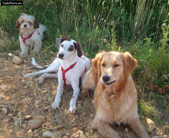 La foto del perro