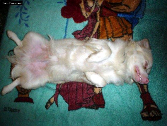 La foto del perro