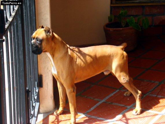 La foto del perro