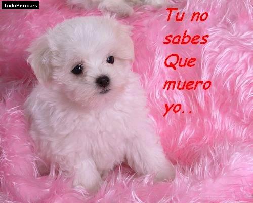 La foto del perro