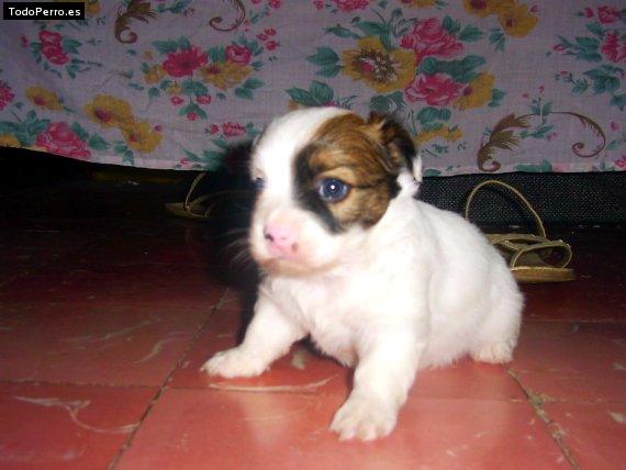 Foto del perro Manchita