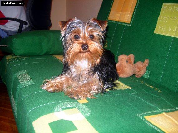 Foto del perro Tayson