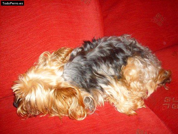 La foto del perro