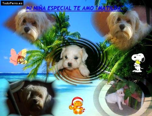 La foto del perro