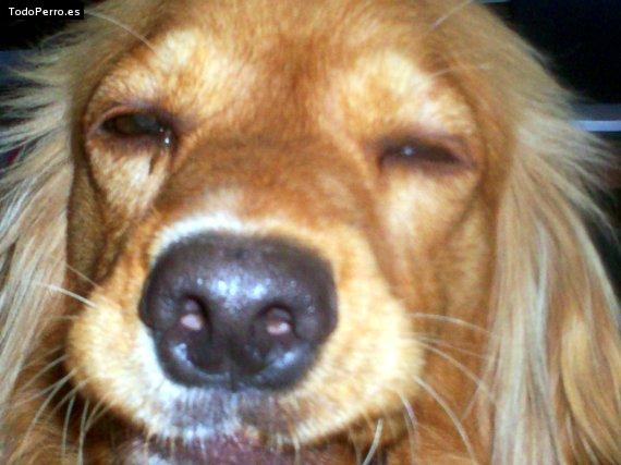 La foto del perro