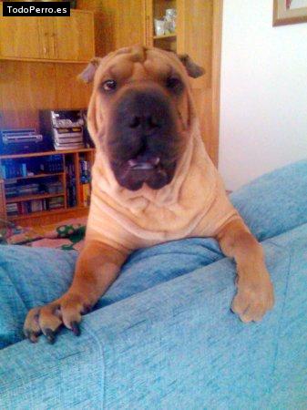 La foto del perro