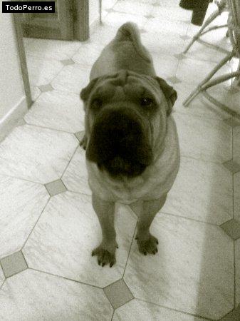 La foto del perro