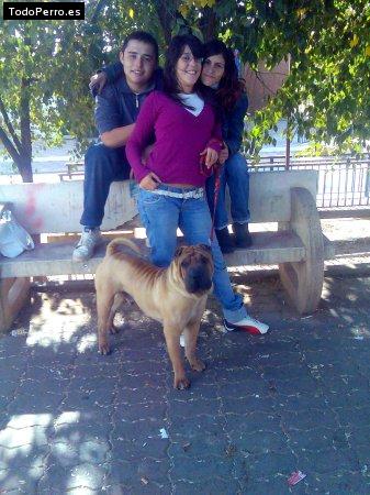 La foto del perro