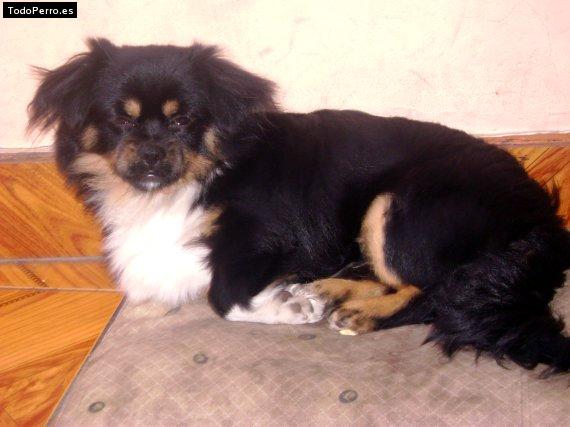 Foto del perro Tarzan
