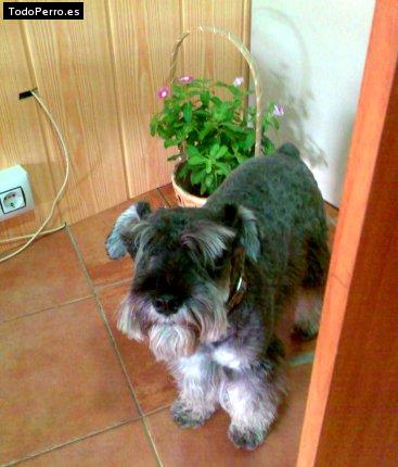 La foto del perro