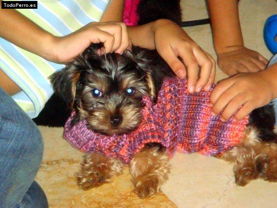 La foto del perro