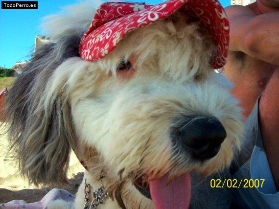 La foto del perro