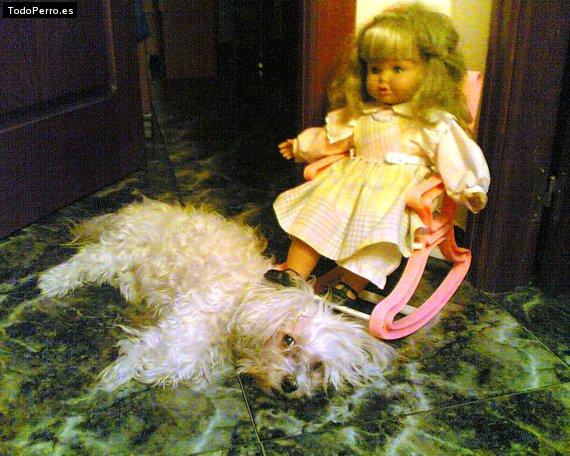 La foto del perro