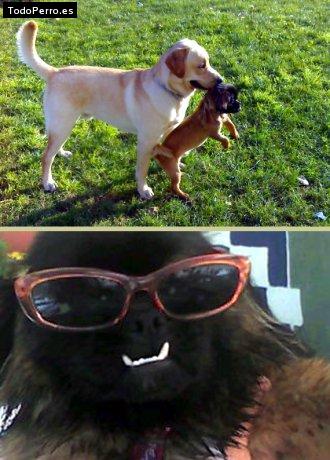 La foto del perro
