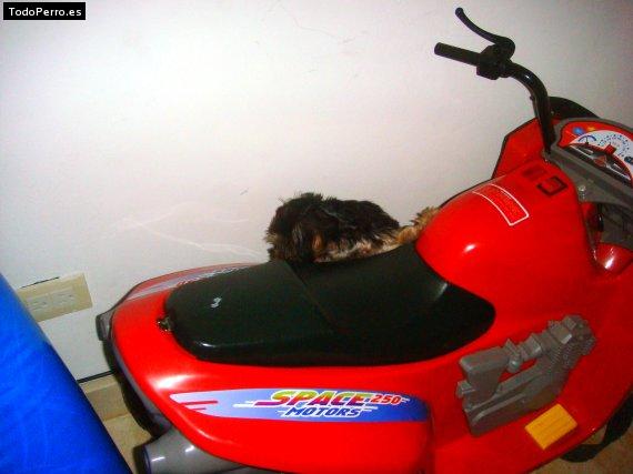 La foto del perro