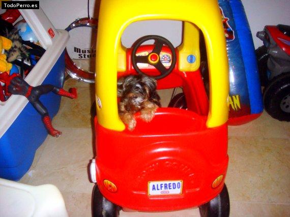 La foto del perro