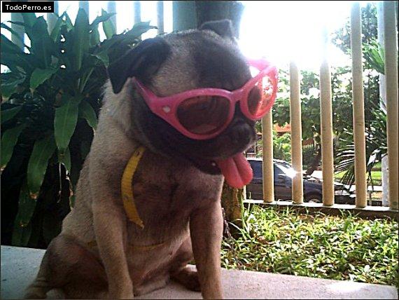 La foto del perro