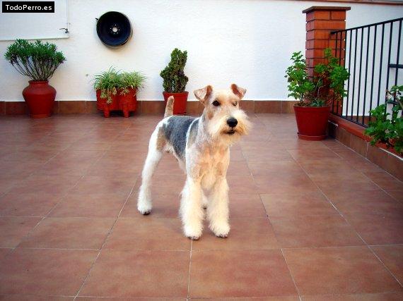 La foto del perro