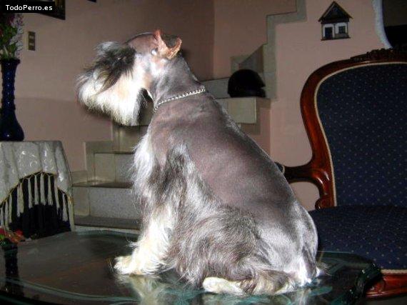 La foto del perro