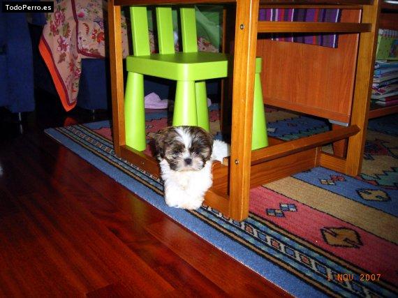 La foto del perro