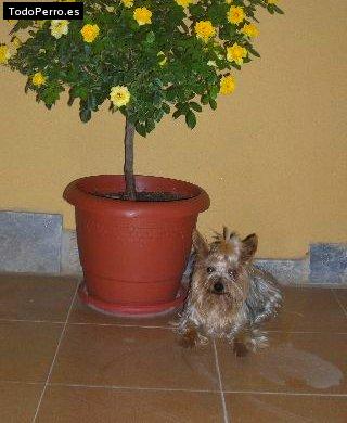 La foto del perro