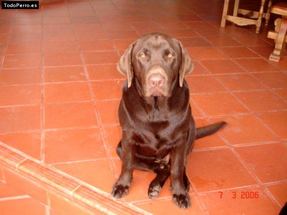La foto del perro