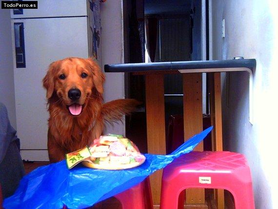 La foto del perro