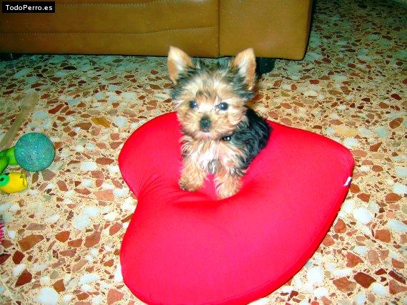 La foto del perro