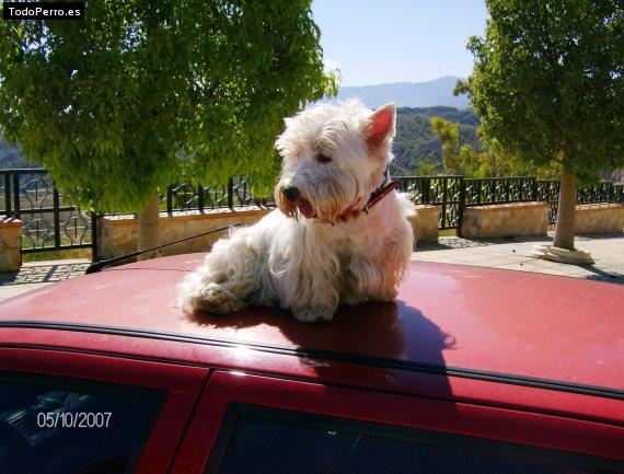 La foto del perro