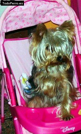 La foto del perro