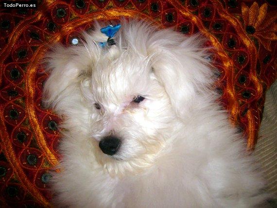 La foto del perro
