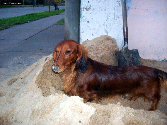 La foto del perro
