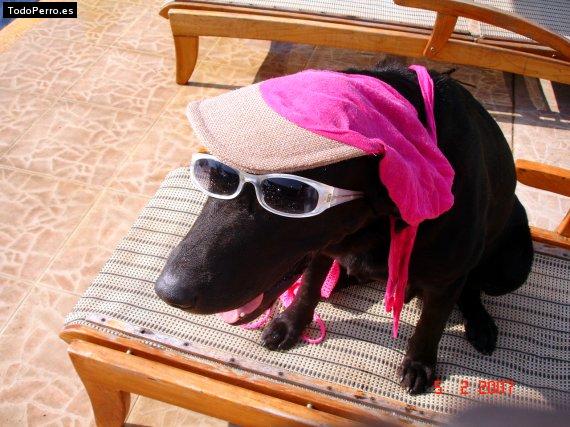 La foto del perro