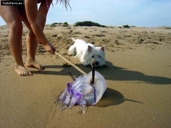 La foto del perro