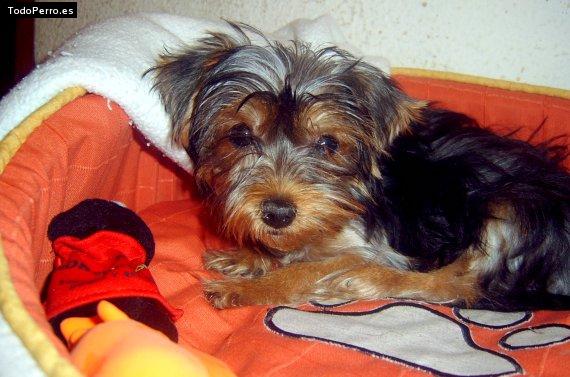 La foto del perro
