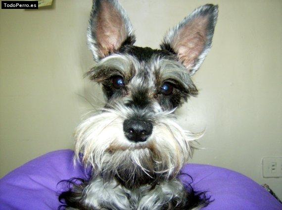 La foto del perro