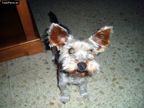 La foto del perro