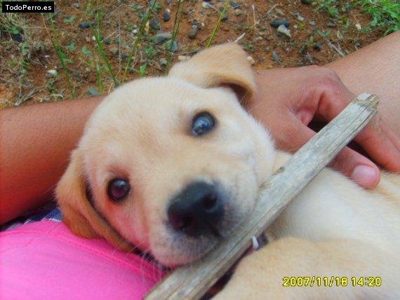 La foto del perro