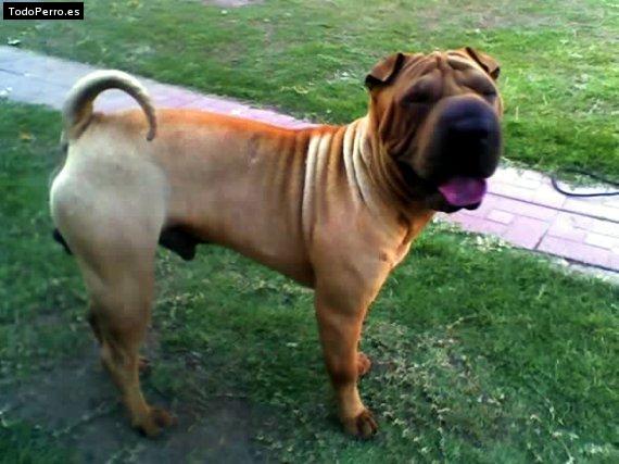 La foto del perro
