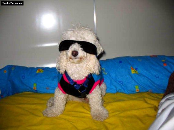 La foto del perro