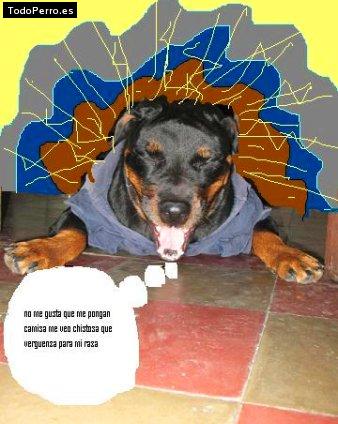 La foto del perro