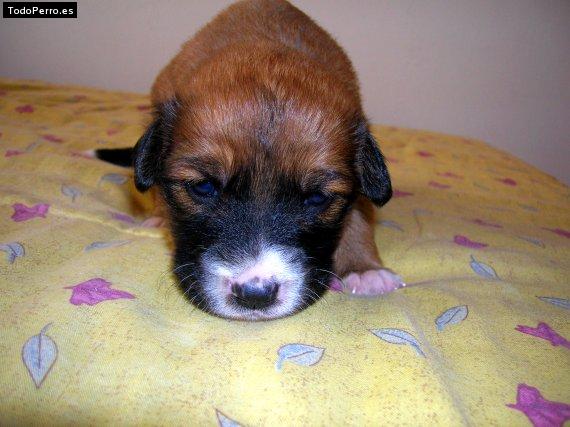Foto del perro Tolina