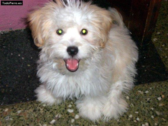 Foto del perro Thomaso