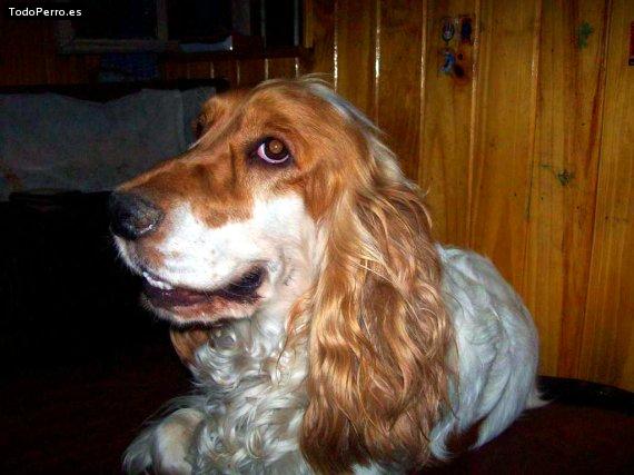 Foto del perro Escooby
