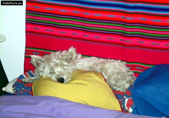 La foto del perro
